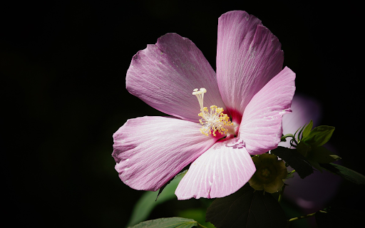 Hibiscus flowers bloom from Chrome web store to be run with OffiDocs Chromium online Hibiscus flowers bloom from Chrome web store to be run with OffiDocs Chromium online