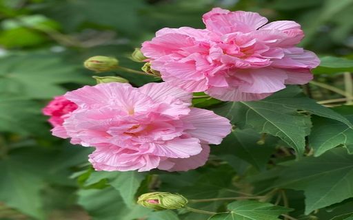 Hibiscus Wallpaper  from Chrome web store to be run with OffiDocs Chromium online