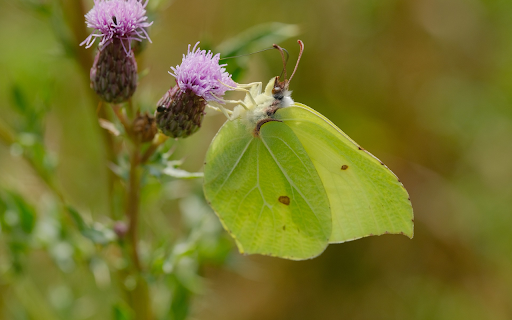 Hidden butterfly  from Chrome web store to be run with OffiDocs Chromium online