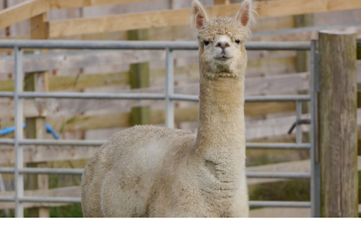 High necked camel  from Chrome web store to be run with OffiDocs Chromium online