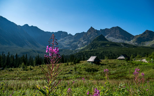 Hills and Fragrant Flowers  from Chrome web store to be run with OffiDocs Chromium online