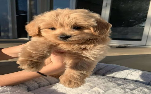 hing fluffy puppy background  from Chrome web store to be run with OffiDocs Chromium online