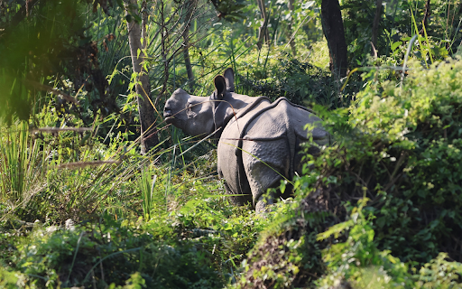 Hippo in the bushes  from Chrome web store to be run with OffiDocs Chromium online