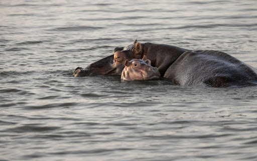 Hippopotamus2  from Chrome web store to be run with OffiDocs Chromium online