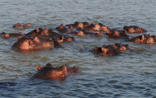 Hippos swimming in the river  from Chrome web store to be run with OffiDocs Chromium online Hippos swimming in the river  from Chrome web store to be run with OffiDocs Chromium online