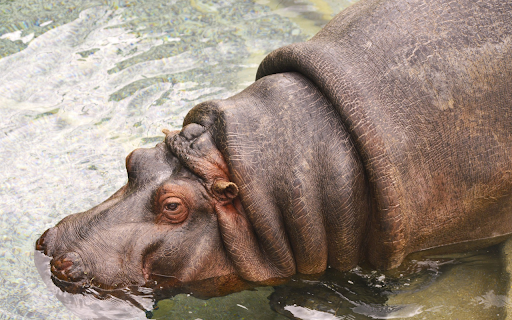 Hippos take a cool bath  from Chrome web store to be run with OffiDocs Chromium online