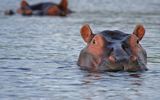 Hippo underwater  from Chrome web store to be run with OffiDocs Chromium online