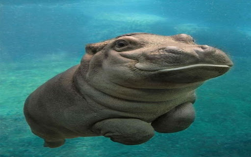 hippo wallpaper  from Chrome web store to be run with OffiDocs Chromium online