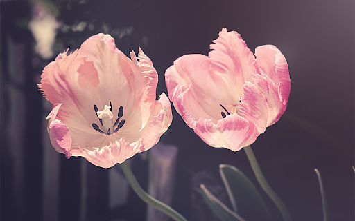 Hoa tulip  from Chrome web store to be run with OffiDocs Chromium online