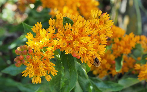 Honey and insects  from Chrome web store to be run with OffiDocs Chromium online