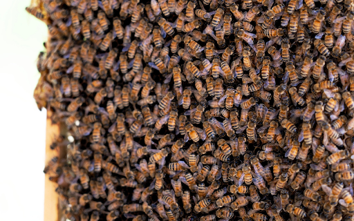 Honeycomb  from Chrome web store to be run with OffiDocs Chromium online