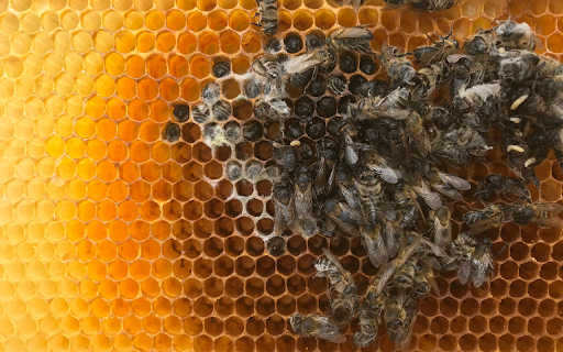 Honeycomb and sweet honey  from Chrome web store to be run with OffiDocs Chromium online