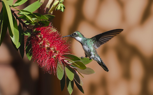 honey sucking bird  from Chrome web store to be run with OffiDocs Chromium online