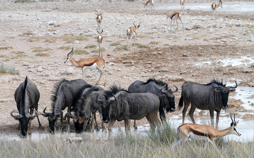 horned animals  from Chrome web store to be run with OffiDocs Chromium online