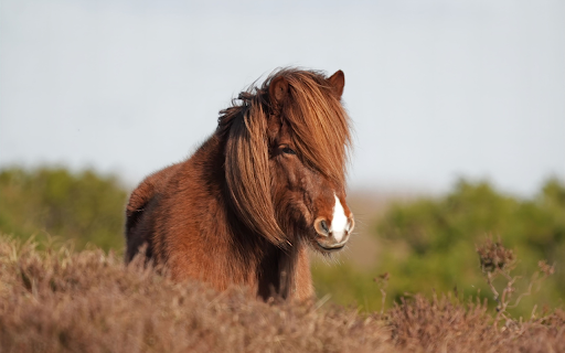 Horse and Hay  from Chrome web store to be run with OffiDocs Chromium online