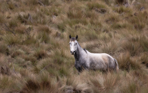 Horse in the big meadow  from Chrome web store to be run with OffiDocs Chromium online