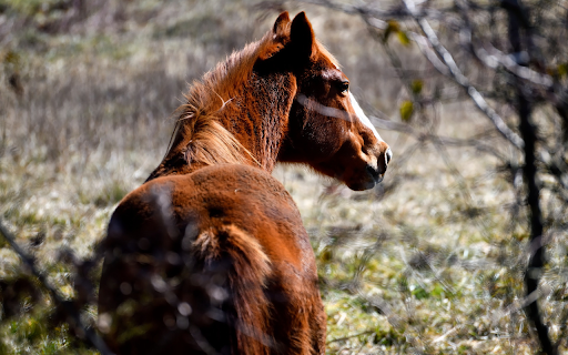 Horse in the forest  from Chrome web store to be run with OffiDocs Chromium online