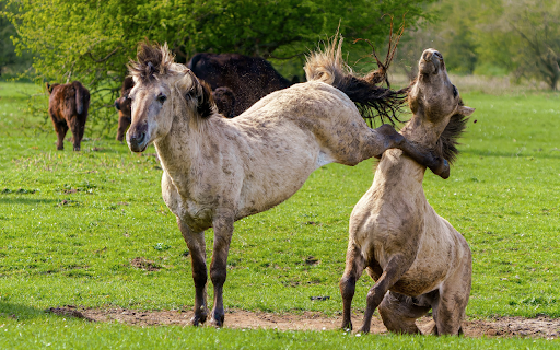 Horse martial arts  from Chrome web store to be run with OffiDocs Chromium online
