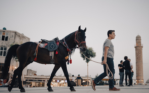 Horse on the Street from Chrome web store to be run with OffiDocs Chromium online Horse on the Street from Chrome web store to be run with OffiDocs Chromium online