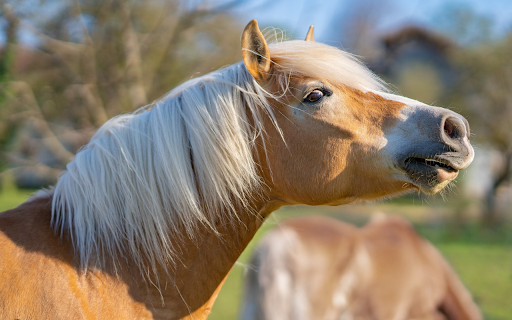 Horses cry  from Chrome web store to be run with OffiDocs Chromium online