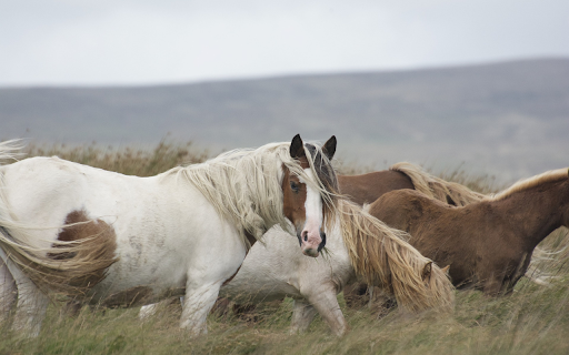Horses eat grass  from Chrome web store to be run with OffiDocs Chromium online