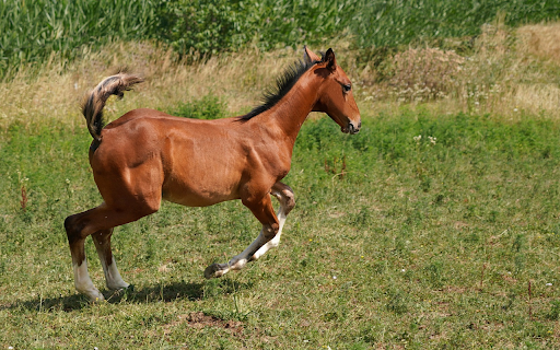 Horses gallop onthe grassland  from Chrome web store to be run with OffiDocs Chromium online