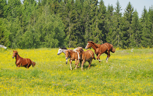 Horses in the middle of the flower forest  from Chrome web store to be run with OffiDocs Chromium online