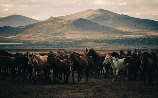 Horses on Field Near Mountains  from Chrome web store to be run with OffiDocs Chromium online