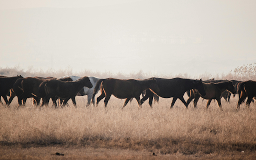 Horses on Grass Field  from Chrome web store to be run with OffiDocs Chromium online
