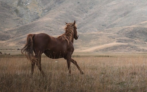 HORSE THEME  from Chrome web store to be run with OffiDocs Chromium online