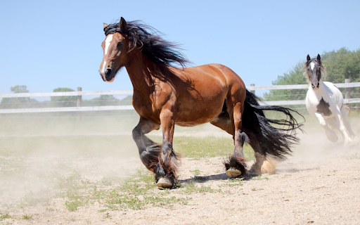 Horse training from Chrome web store to be run with OffiDocs Chromium online Horse training from Chrome web store to be run with OffiDocs Chromium online