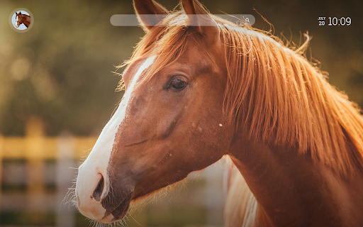 Horse Wallpaper New Tab with Facts  from Chrome web store to be run with OffiDocs Chromium online
