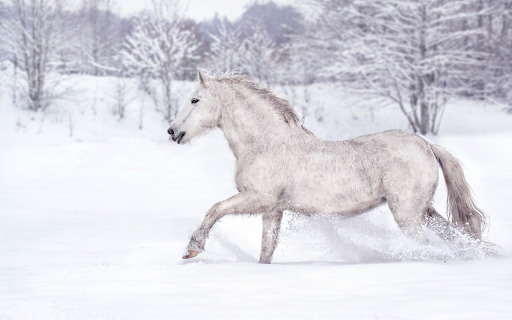 Horse winter snow running  from Chrome web store to be run with OffiDocs Chromium online