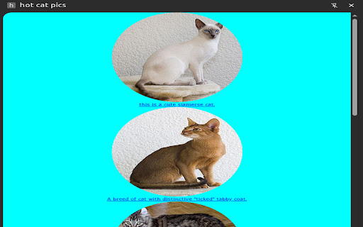 hot cat pics  from Chrome web store to be run with OffiDocs Chromium online