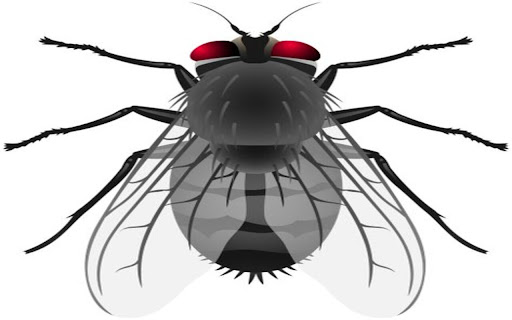 house fly wallpaper  from Chrome web store to be run with OffiDocs Chromium online