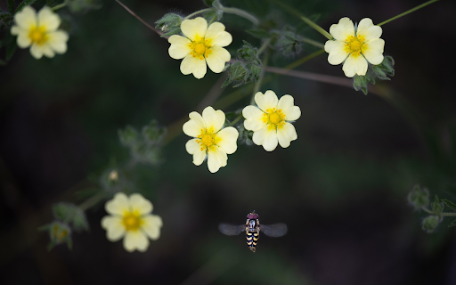 Hovering for Nectar  from Chrome web store to be run with OffiDocs Chromium online