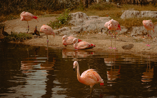 HPT Theme  from Chrome web store to be run with OffiDocs Chromium online