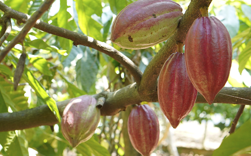 Huge cocoa pods  from Chrome web store to be run with OffiDocs Chromium online