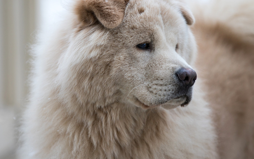 Huge dog  from Chrome web store to be run with OffiDocs Chromium online