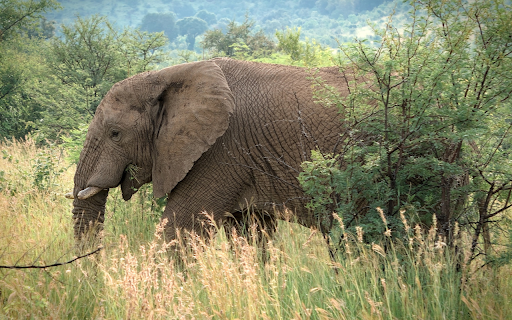 Huge elephant  from Chrome web store to be run with OffiDocs Chromium online