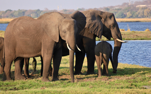 Huge herd of elephants  from Chrome web store to be run with OffiDocs Chromium online