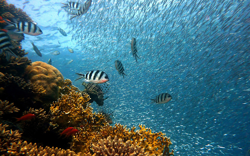 Huge school of fish  from Chrome web store to be run with OffiDocs Chromium online