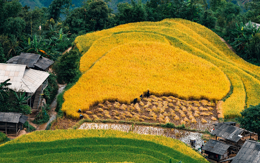 Hugs of golden rice  from Chrome web store to be run with OffiDocs Chromium online