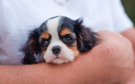Hug the dog  from Chrome web store to be run with OffiDocs Chromium online
