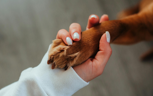 Human and Dog Connection  from Chrome web store to be run with OffiDocs Chromium online