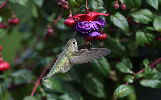 Hummingbird and Purple Flowers  from Chrome web store to be run with OffiDocs Chromium online
