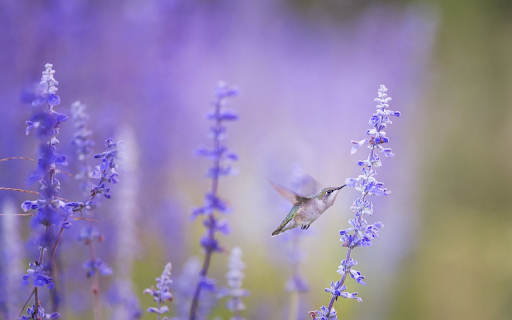 Hummingbirds suck nectar  from Chrome web store to be run with OffiDocs Chromium online