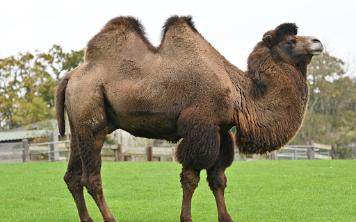Humpback camel  from Chrome web store to be run with OffiDocs Chromium online