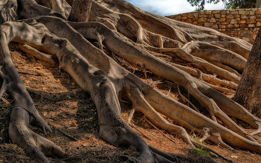 Hundred year old tree stump  from Chrome web store to be run with OffiDocs Chromium online