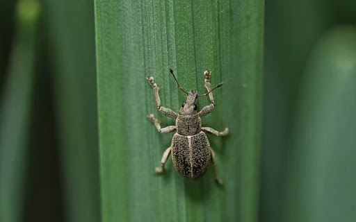 HUNGER BUG THEME  from Chrome web store to be run with OffiDocs Chromium online